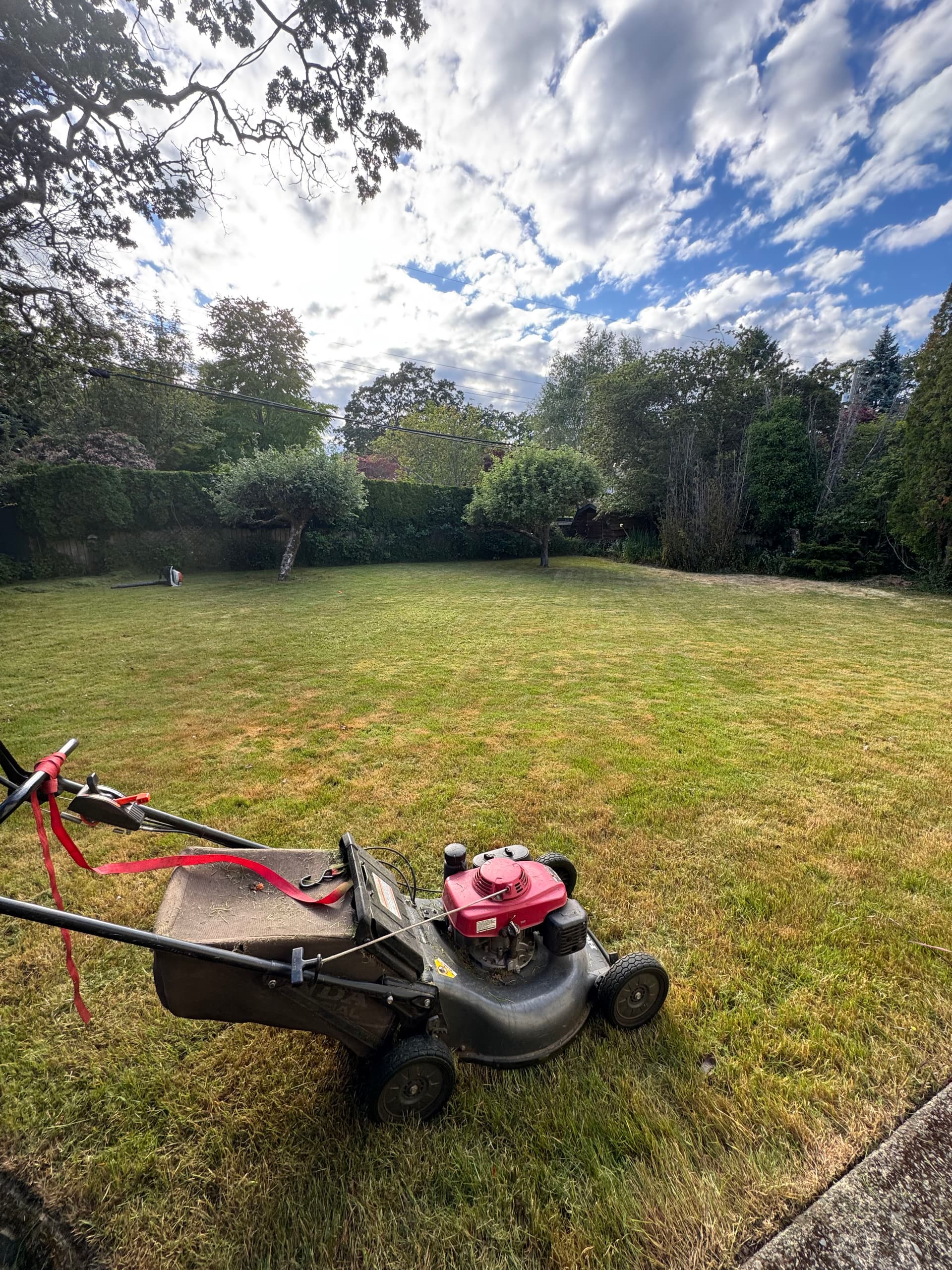 Gallery photos for Overgrown Lawn Brought Back Under Control: Image #2
