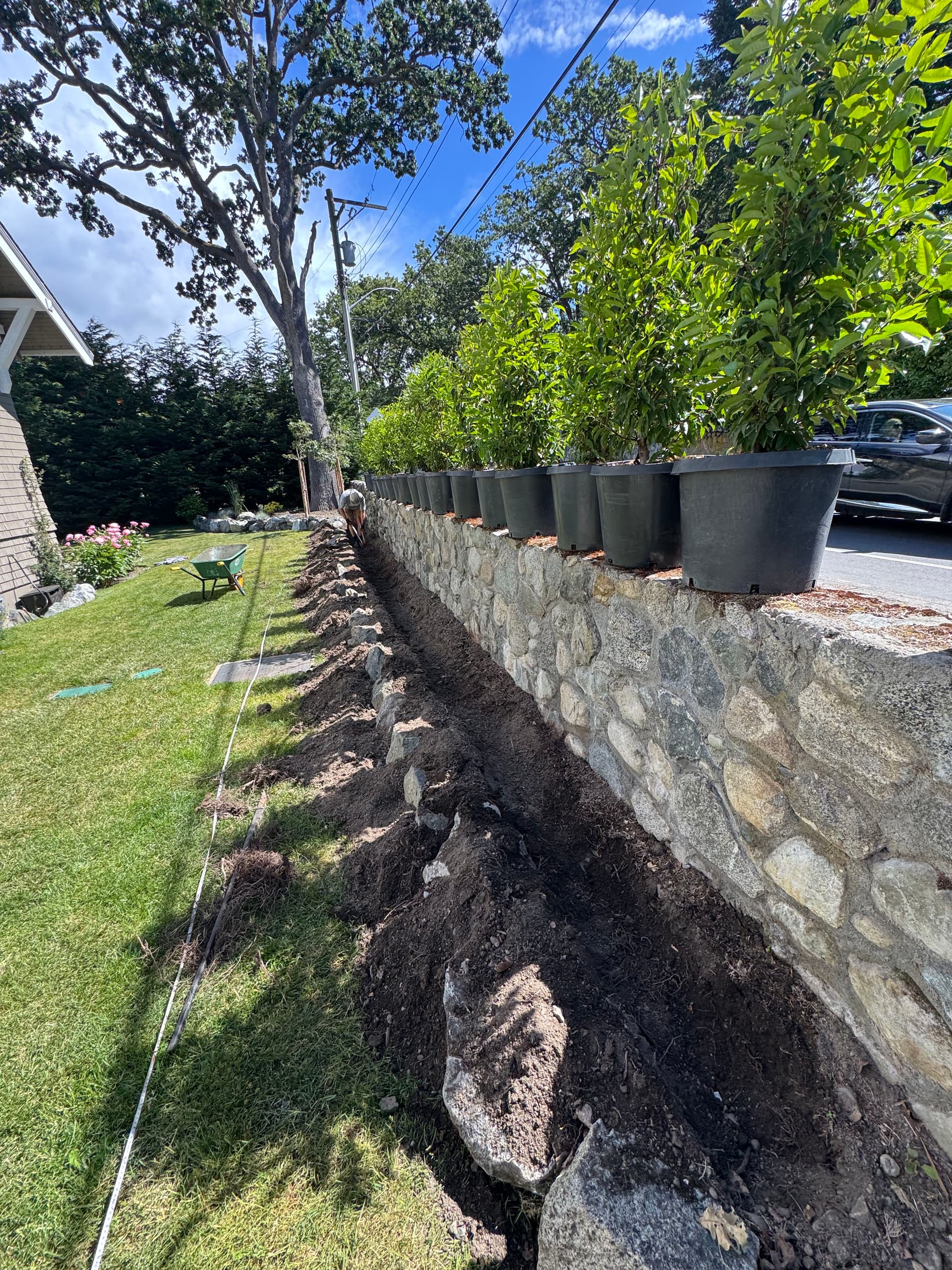 Gallery photos for Portuguese Laurel Hedge Installation for Natural Garden Privacy: Image #1