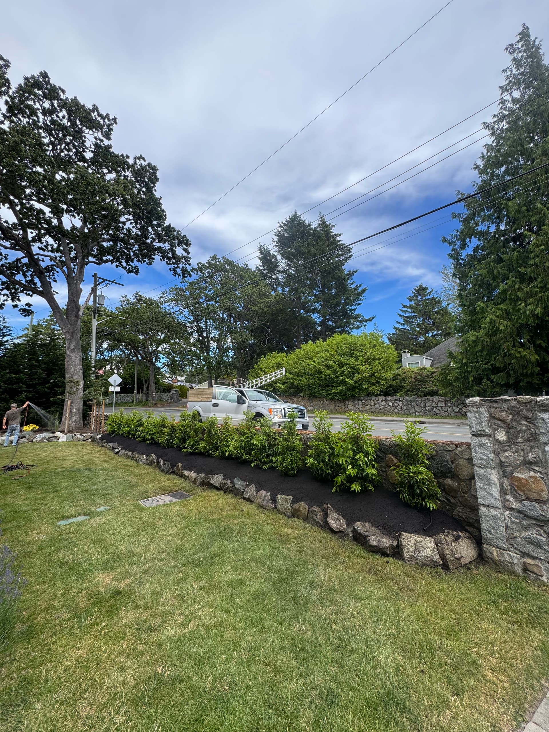 Gallery photos for Portuguese Laurel Hedge Installation for Natural Garden Privacy: Image #2