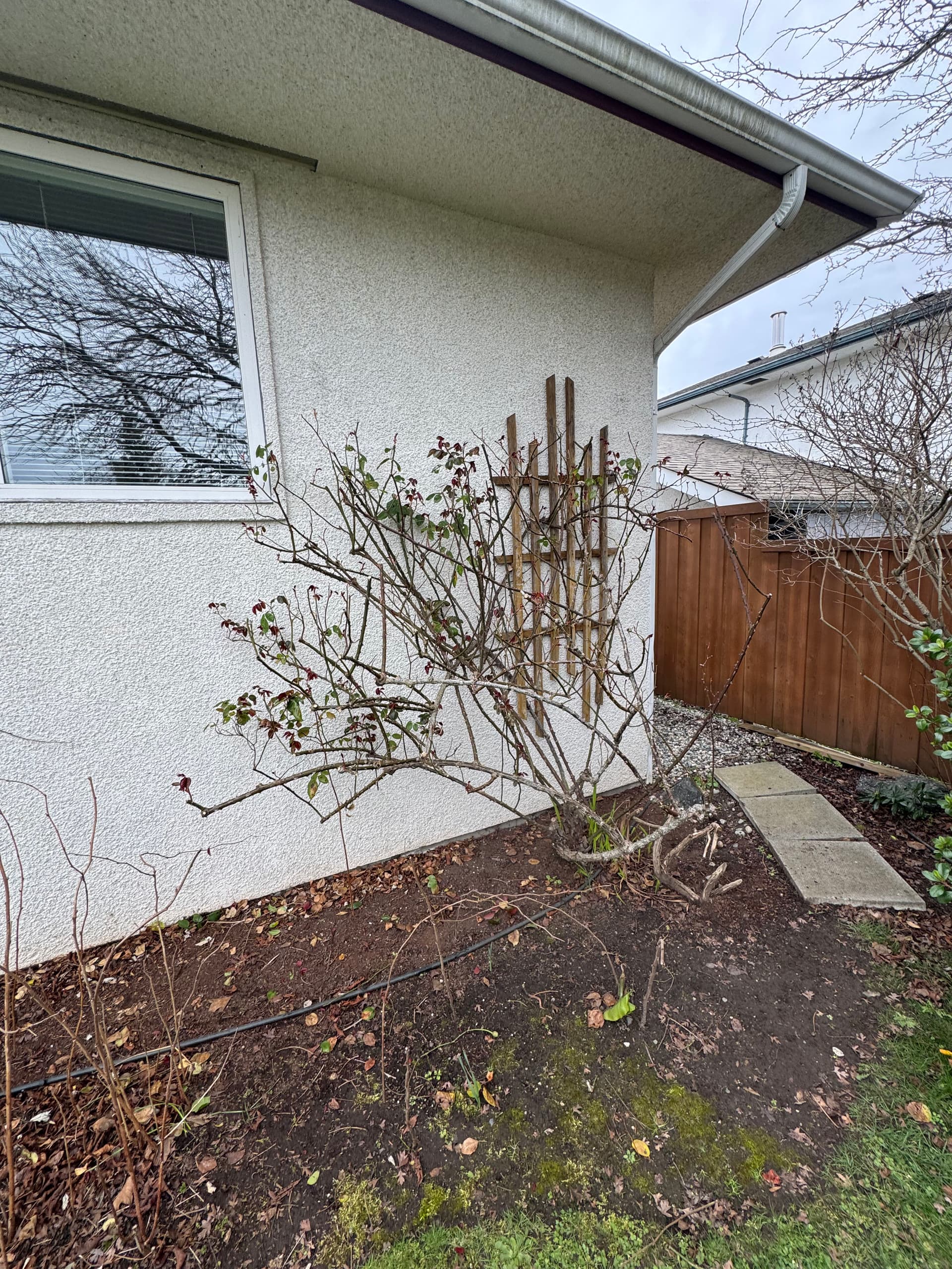 Gallery photos for Preparing Gardens for Spring with Expert Rose Pruning: Image #1