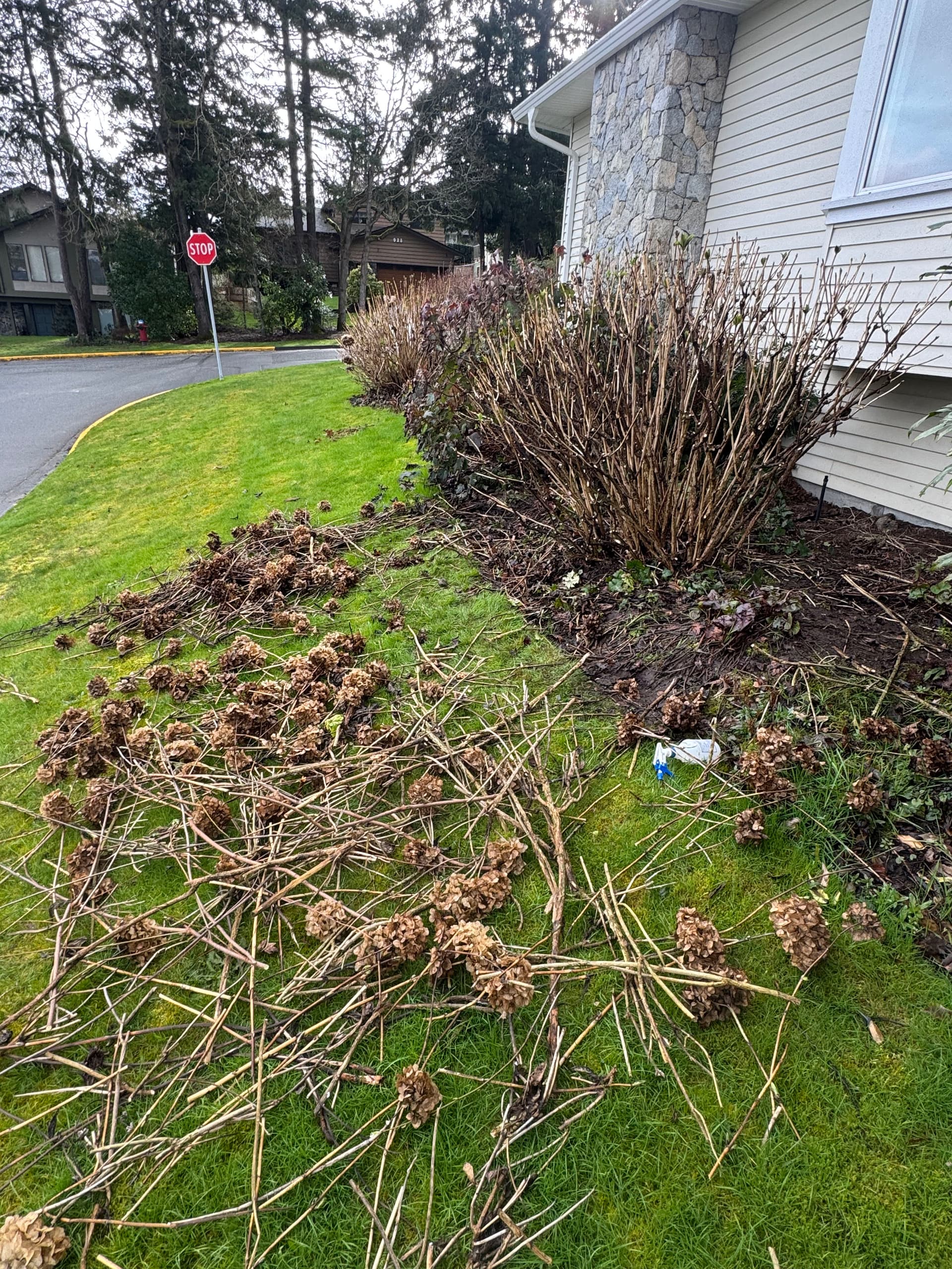 Gallery photos for Ready for the Season - Hydrangea Pruning Expertise: Image #1