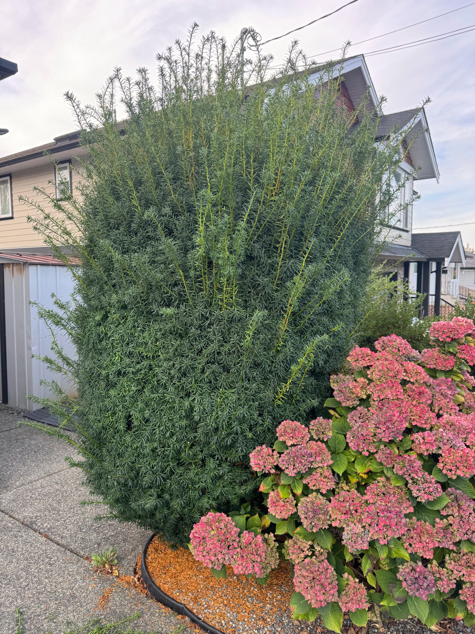 Gallery photos for A Clean Hedge Cut That Makes the Whole Front Yard Pop: Image #1