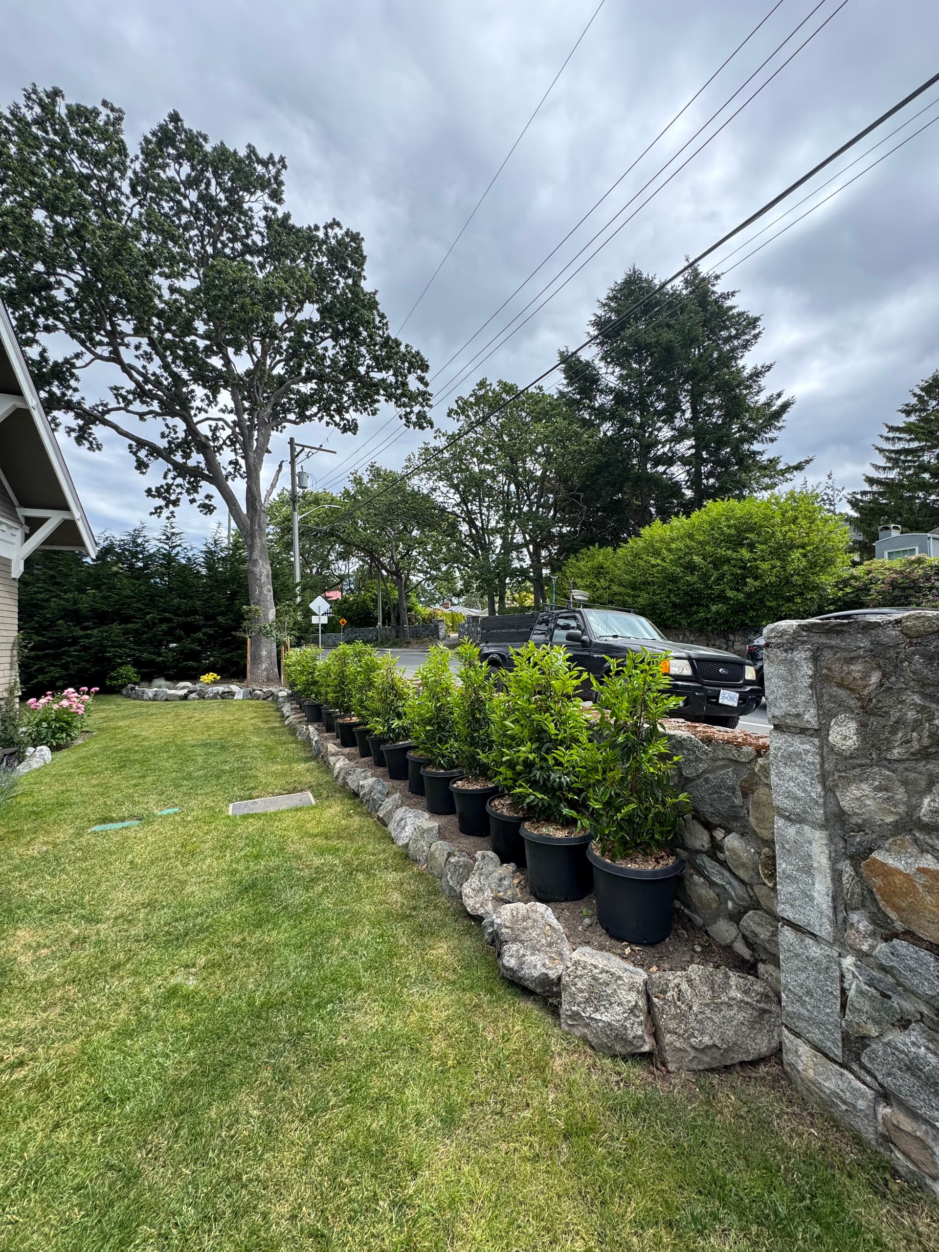 Portuguese Laurel Hedge Installation for Natural Garden Privacy image