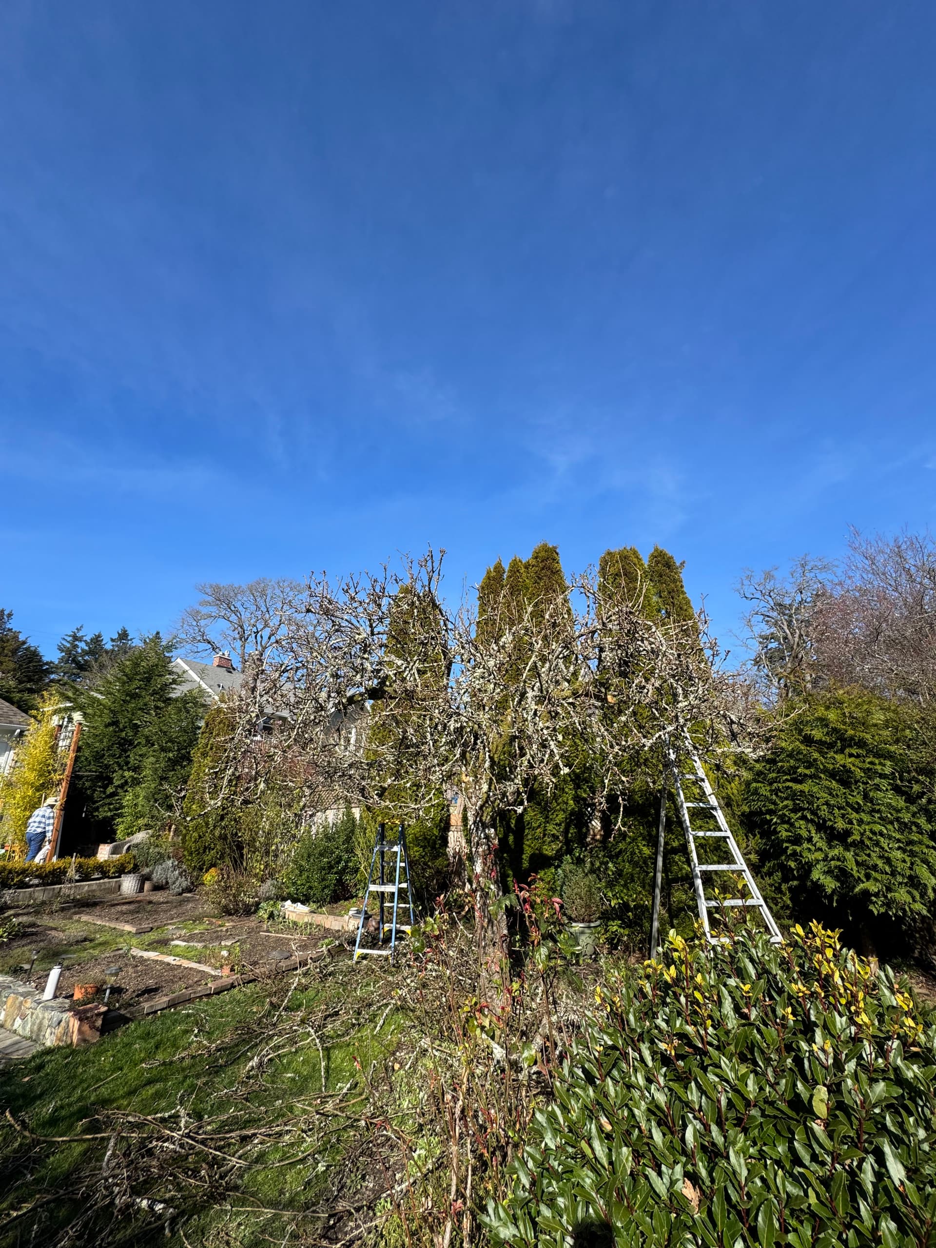 Gallery photos for Hard Pruning a Mature Tree and Watching It Come Back: Image #1