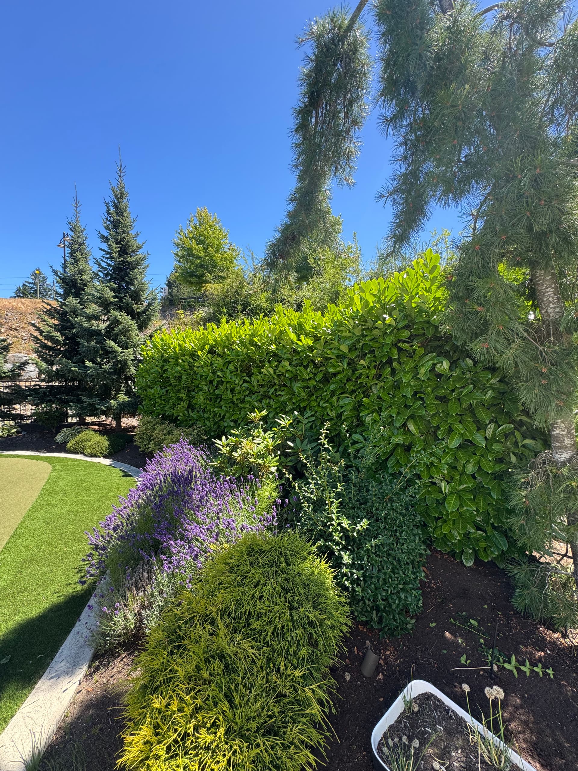 Hand-Shaped Shrubs That Make a Garden Worth Spending Time In image