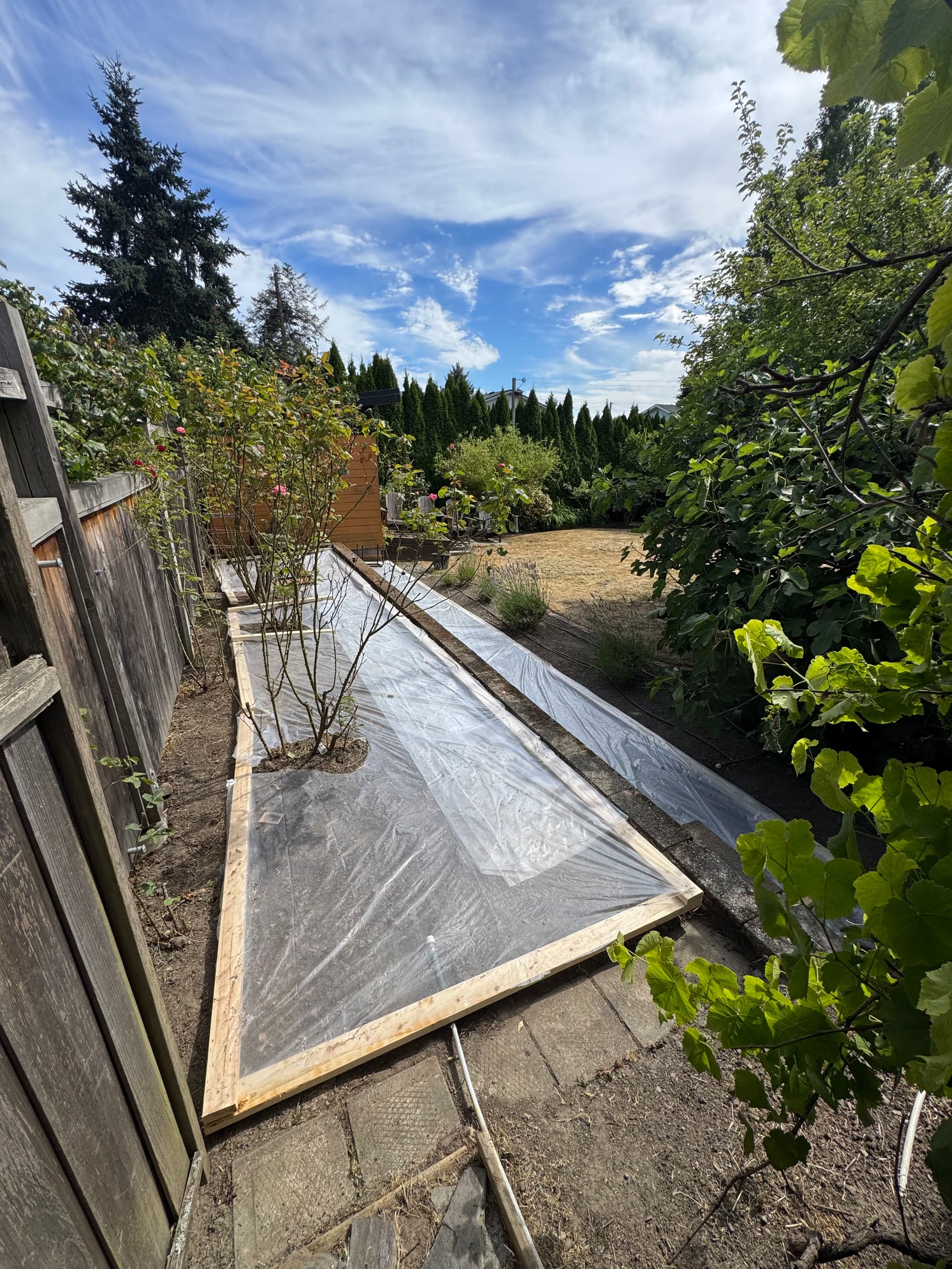 Gallery photos for Solarizing Overgrown Garden Beds for a Weed-Free Fresh Start: Image #2