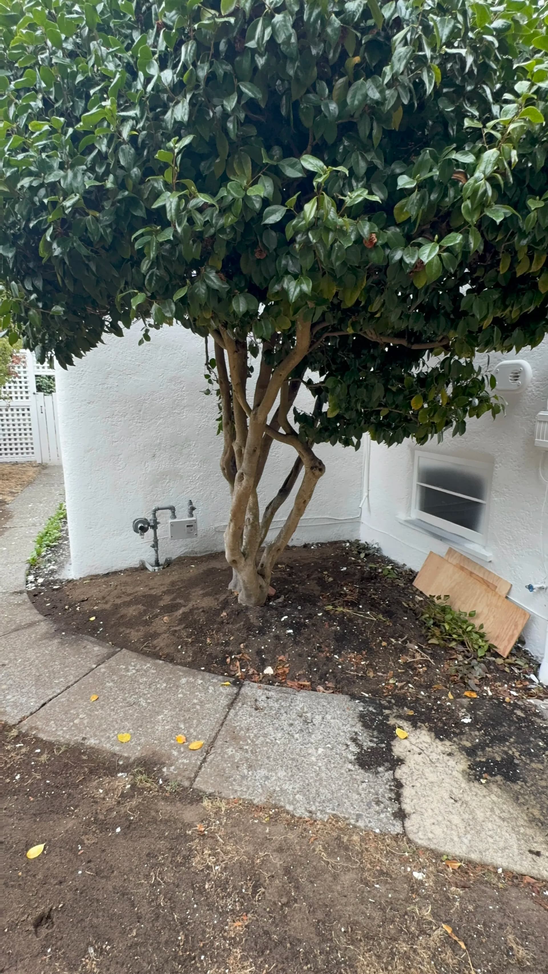 Gallery photos for Fresh Bed Lines, Mulch, and Plantings That Only Get Better: Image #1