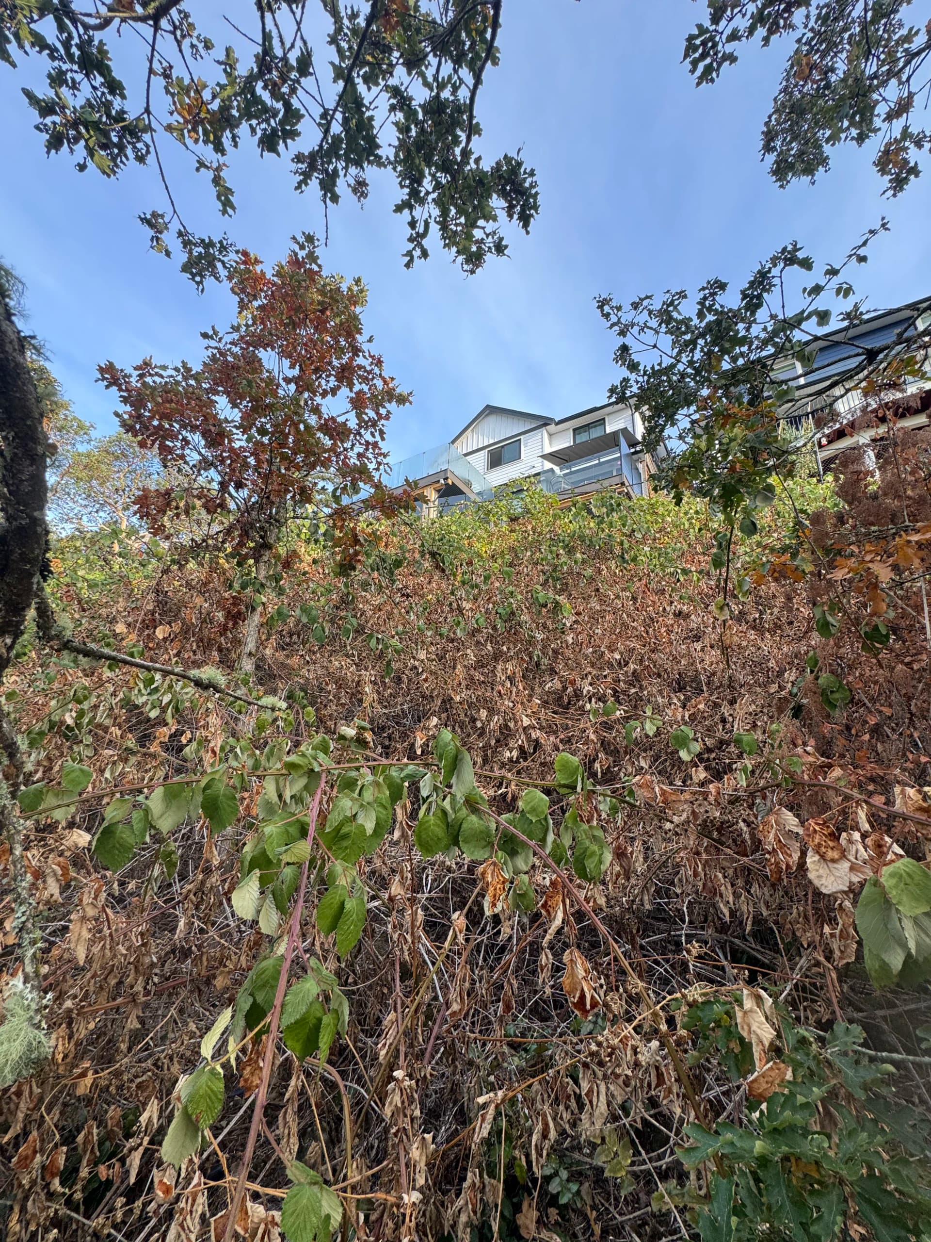 Gallery photos for Hillside Blackberry Removal That Actually Gets the Job Done: Image #2