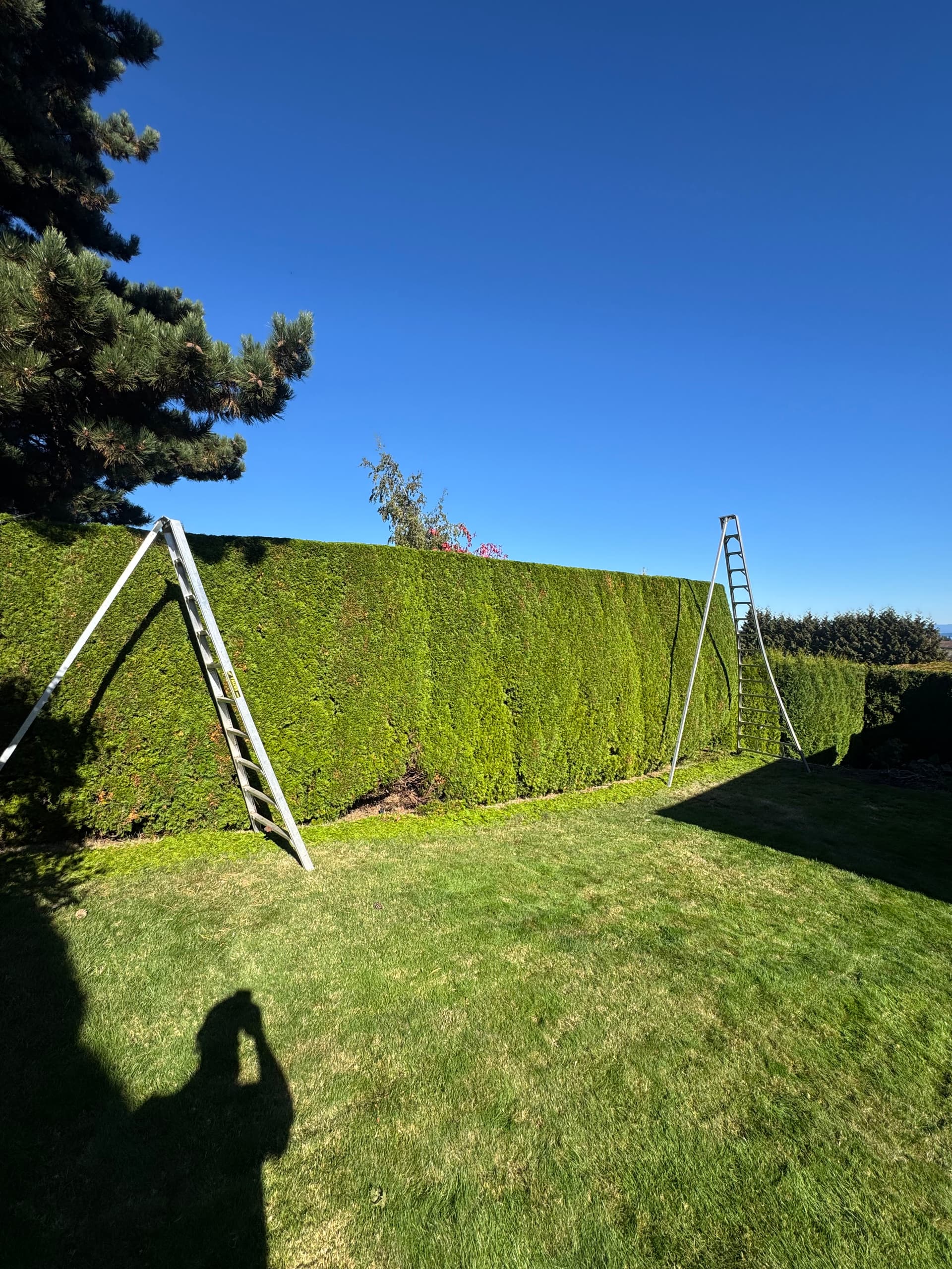 Immaculate Hedge Trimming for Autumn Delight image