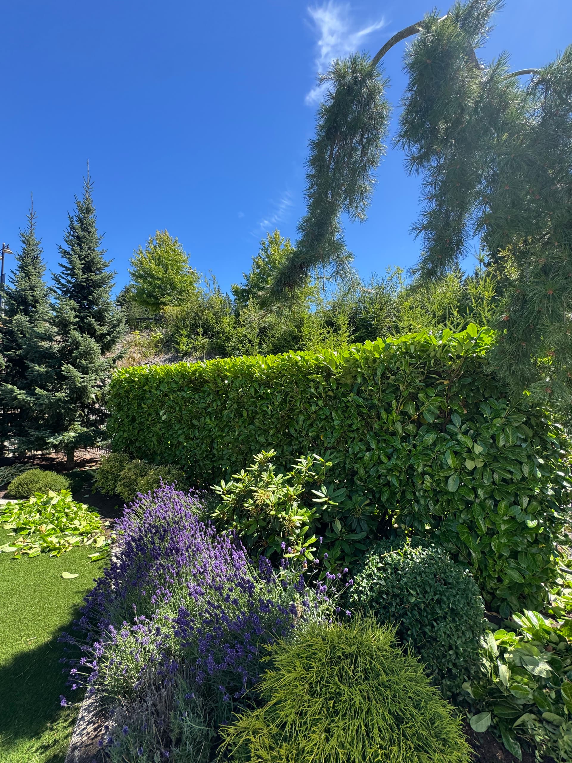 Gallery photos for Hand-Shaped Shrubs That Make a Garden Worth Spending Time In: Image #1
