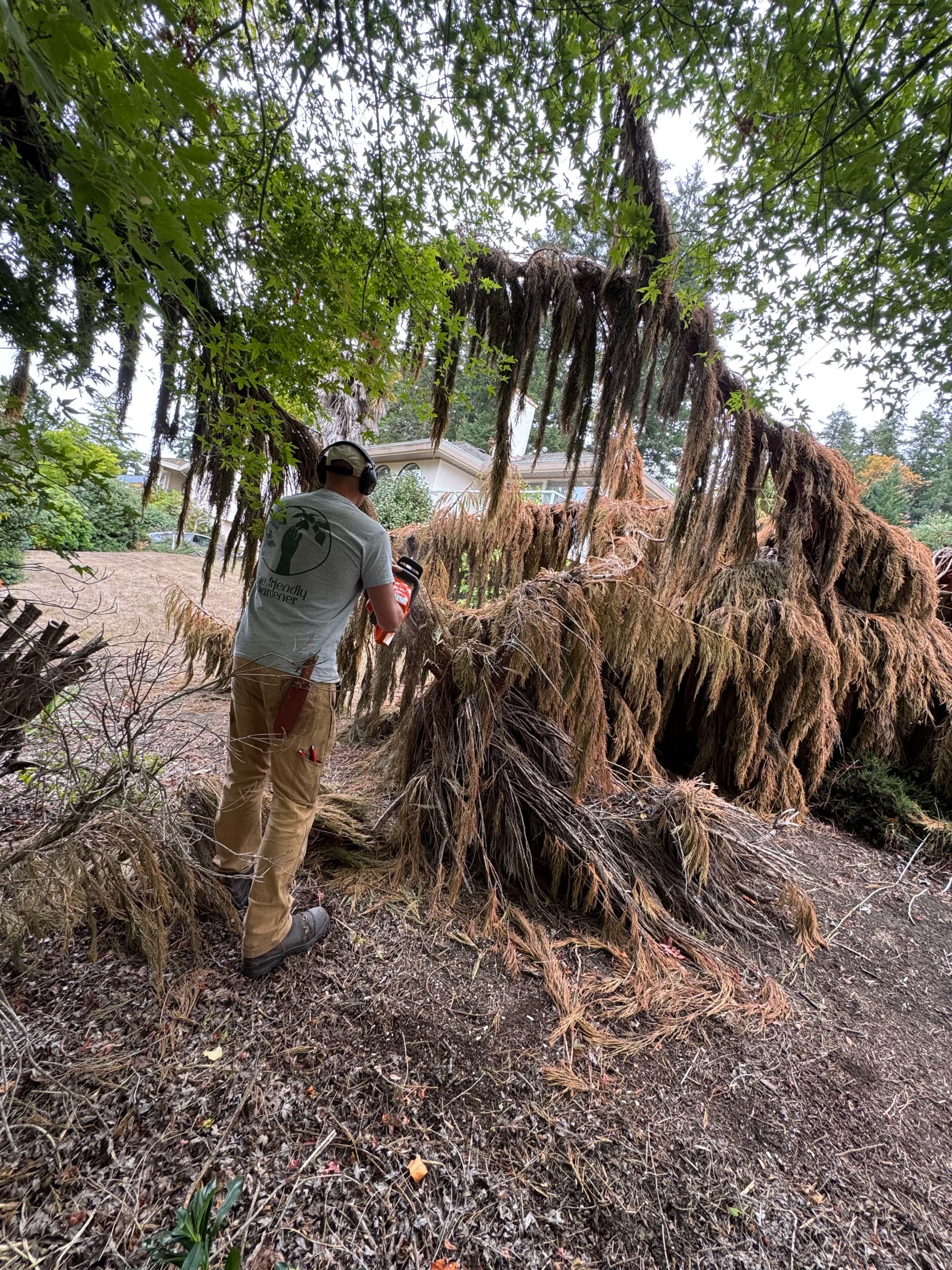 Gallery photos for Dead Tree Removal and Garden Cleanup Done Right: Image #1
