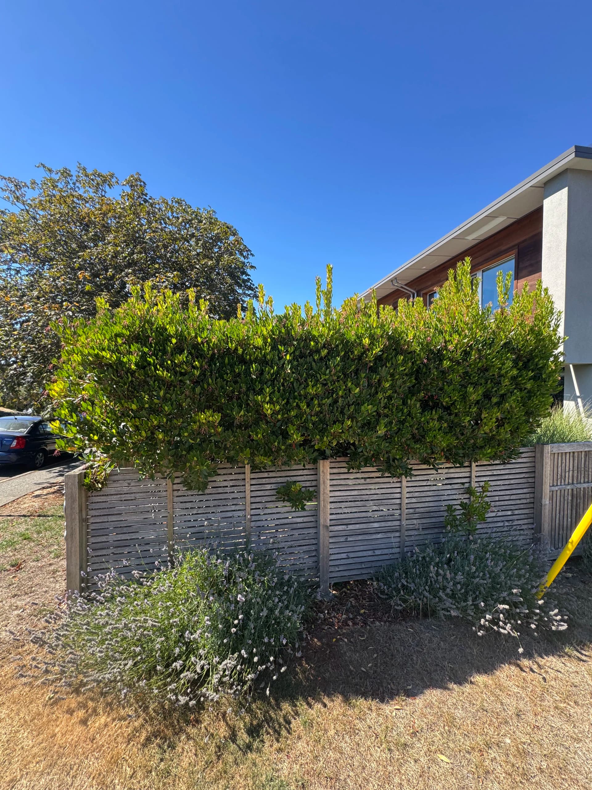 Gallery photos for Sharp Hedge Trim That Makes a Property Look Cared For: Image #3