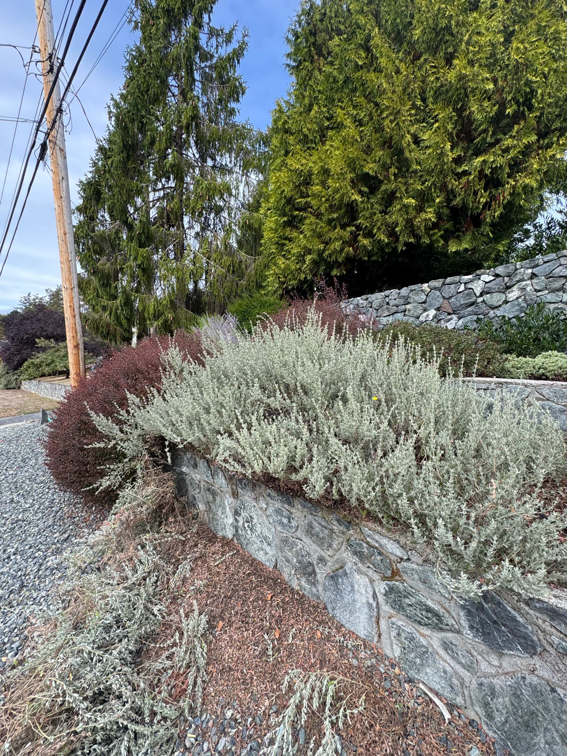 Gallery photos for When Victoria Shrubs Take Over Your Yard: Image #1