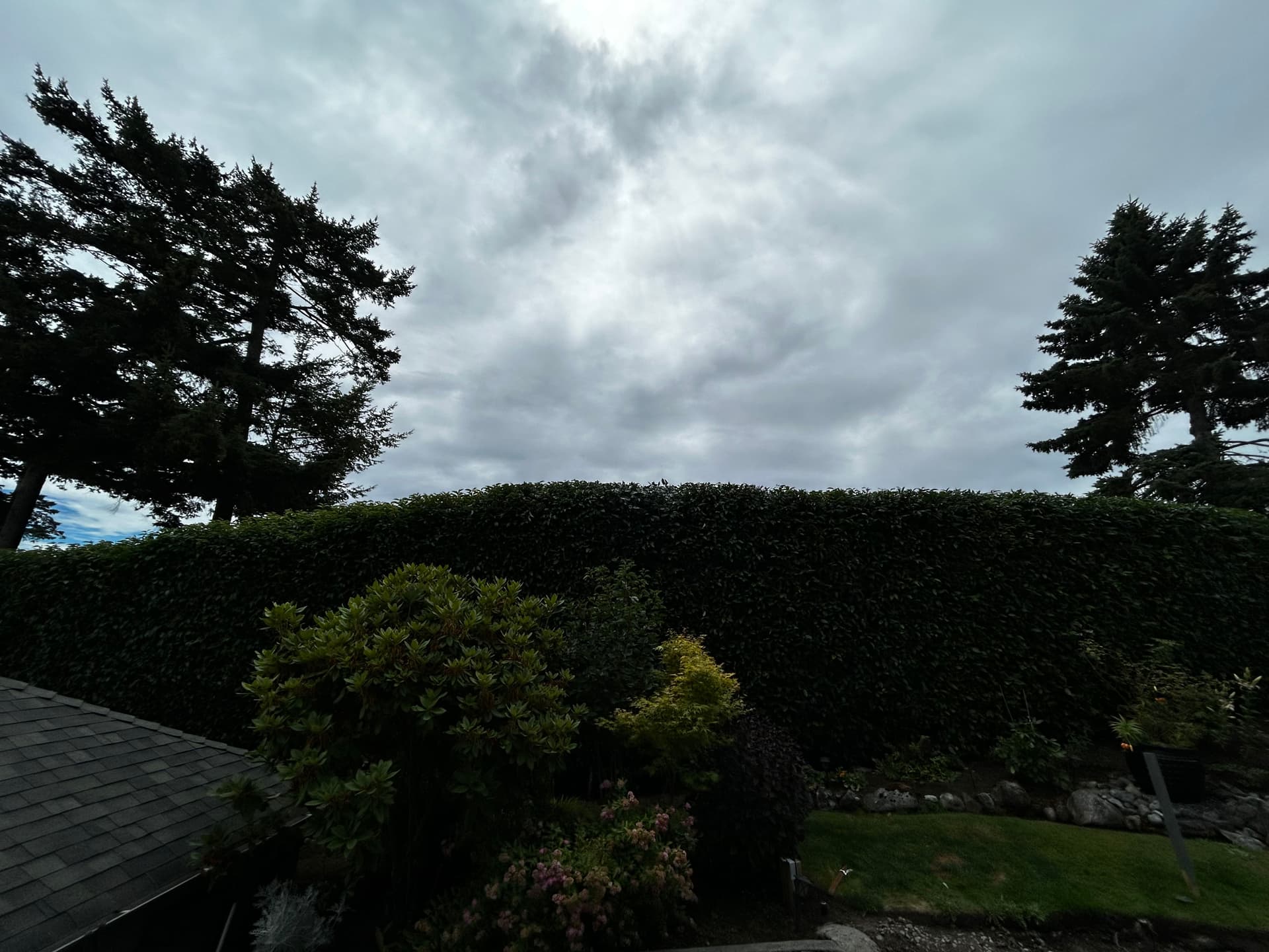 Gallery photos for Tall Hedge Trimming Done Right - Sharp, Clean and Back Under Control: Image #1