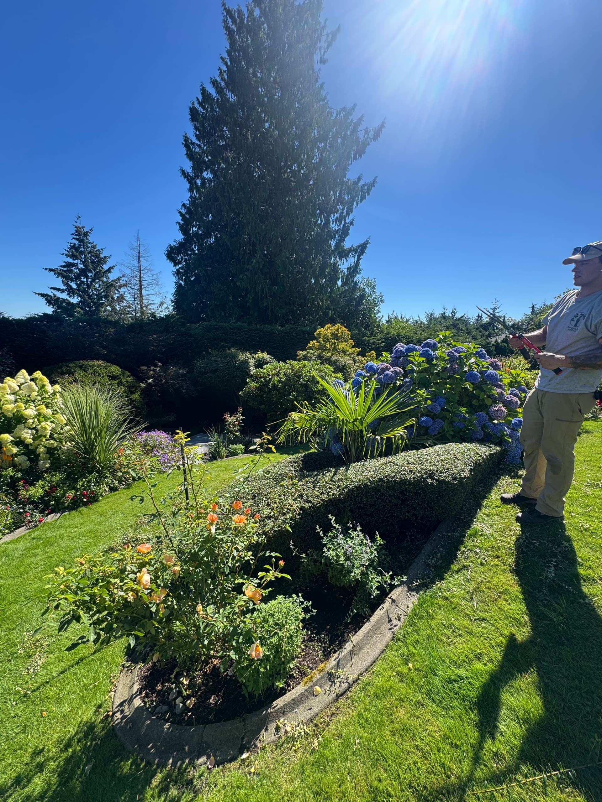 Gallery photos for Sharp Shrub Trimming That Makes the Whole Yard Pop: Image #1