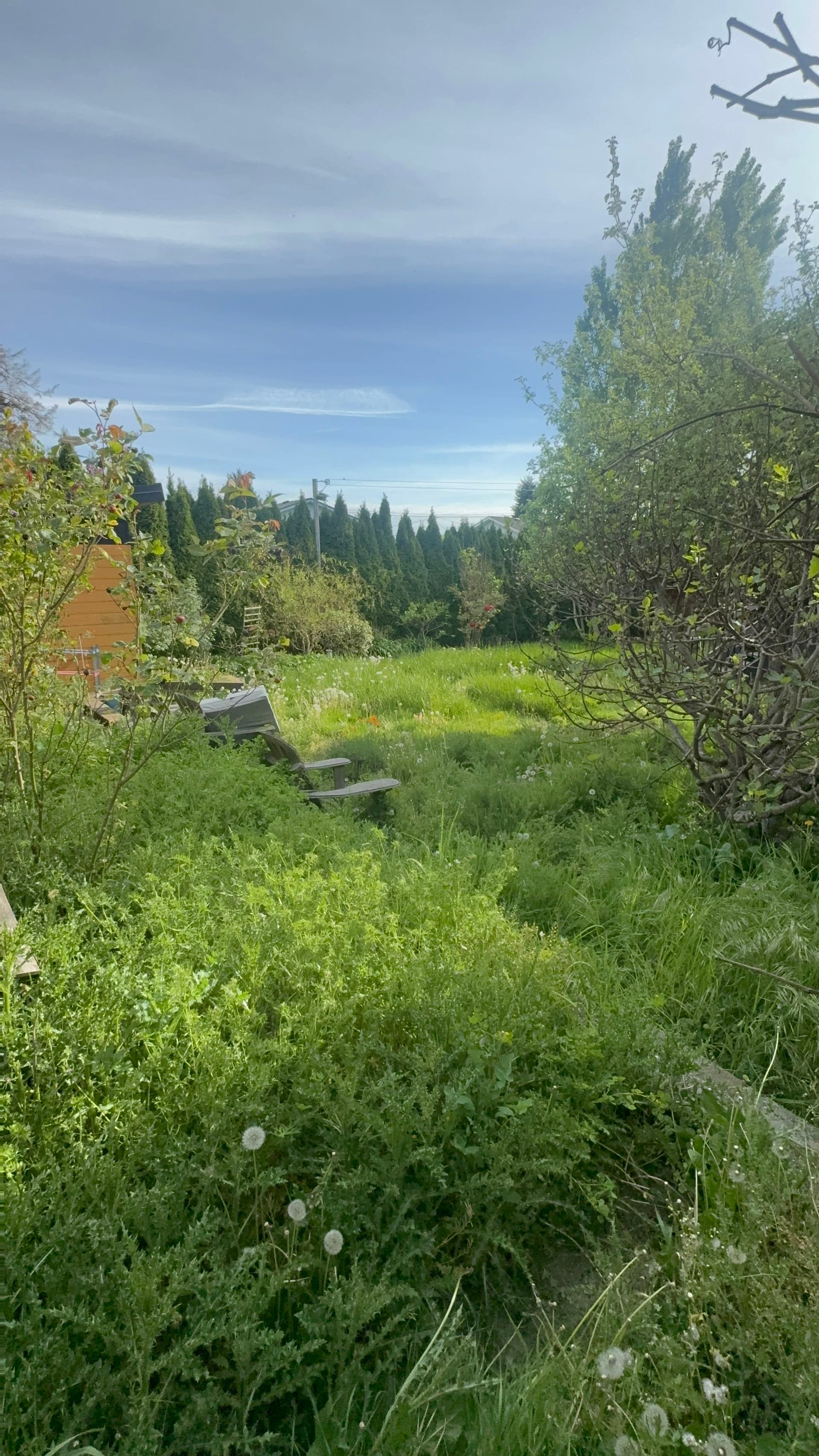 Solarizing Overgrown Garden Beds for a Weed-Free Fresh Start image