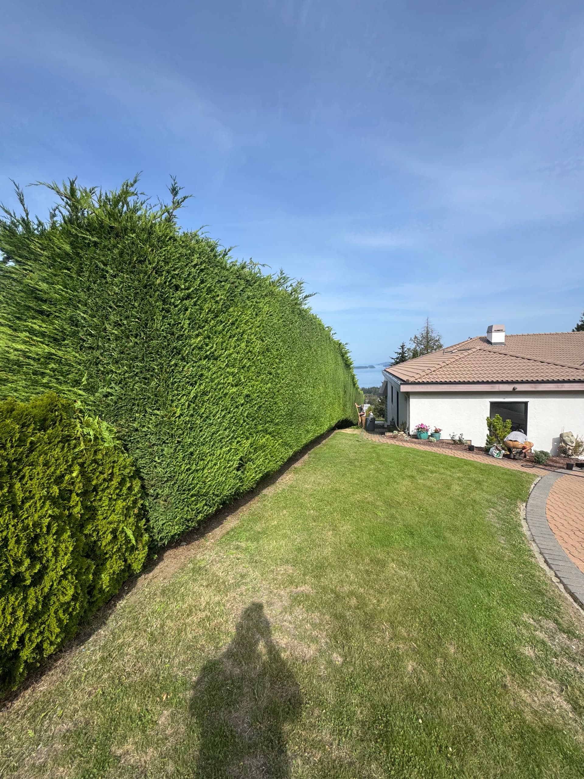 Josh and Isaiah Tackle a Towering Cedar Hedge image