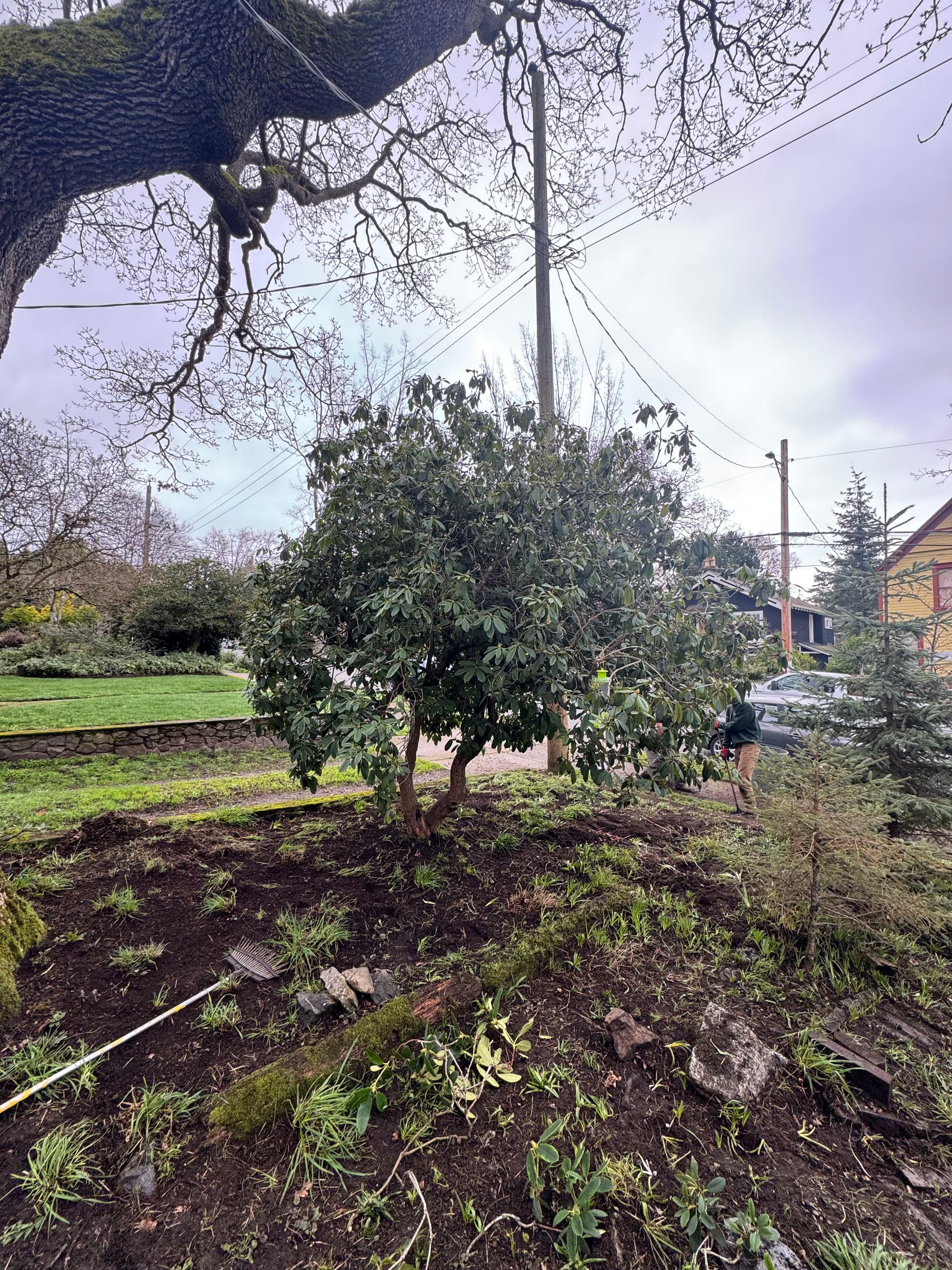 Gallery photos for Enhancing Garden Beauty with Expert Pruning: Image #1