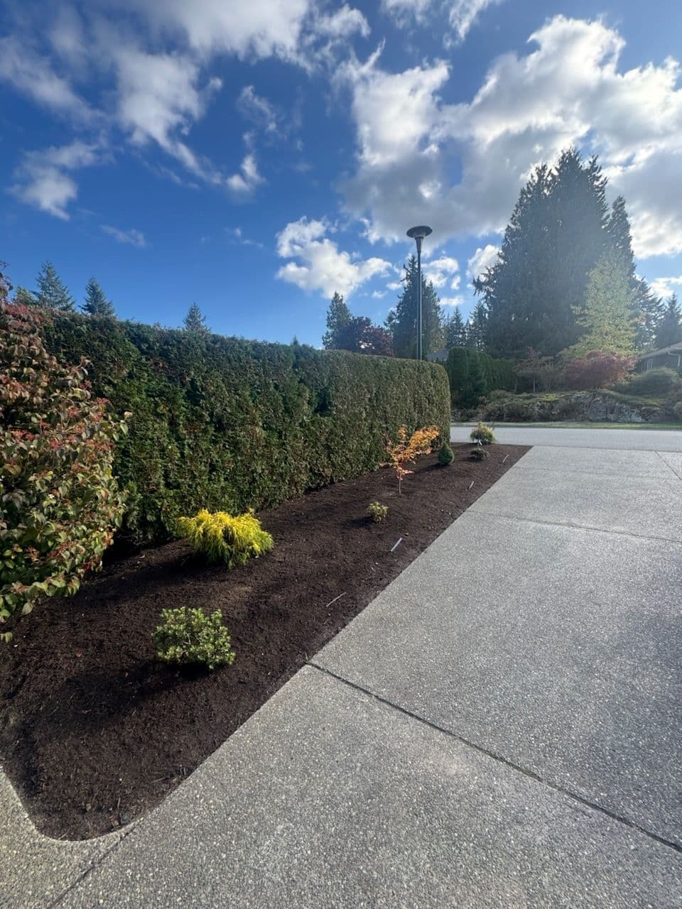 Golden Cypress and Azaleas in Your Backyard image